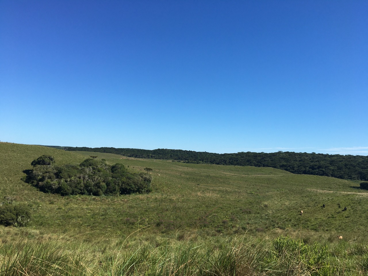 Região dos Campos de Cima da Serra, zona de contato dos Campos com a Floresta com Araucária | Foto: Sandra Muller